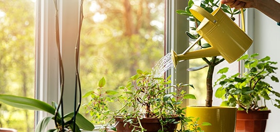 El cuidado de tus plantas caseras