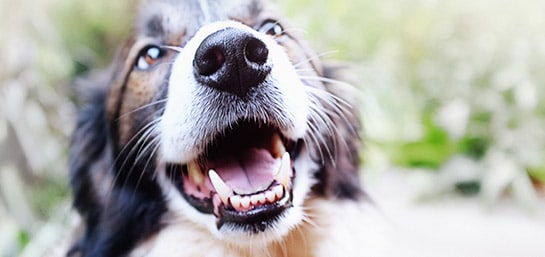 ¿Cómo limpiar los dientes de tu perro?