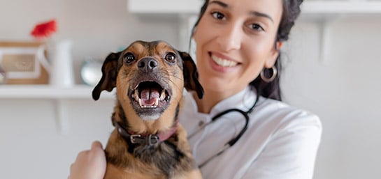 ¿Cómo elegir al veterinario correcto para tu perro?