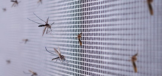 particulares segurosHogar noticias mosquito