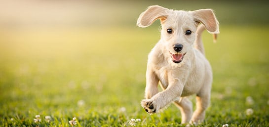 Cuidados para tu cachorro