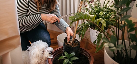 Plantas tóxicas para tu mascota