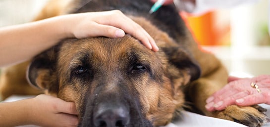 ¿Por qué vacunar a tu perro?