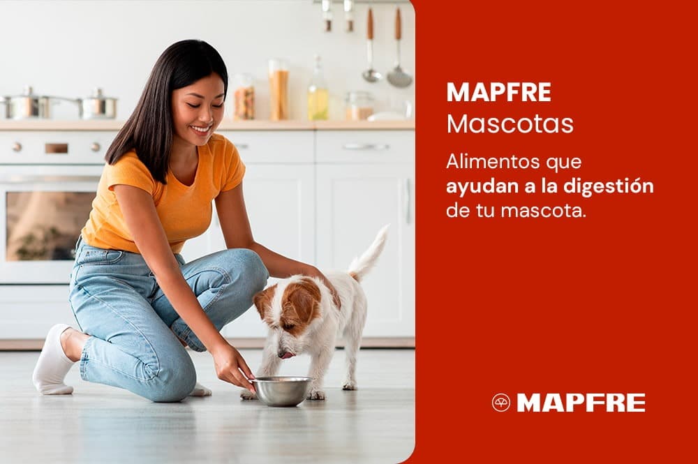 Alimentos que ayudan a la digestión de tu mascota