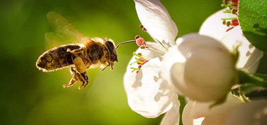 ¿Cómo lidiar con las picaduras de abejas?