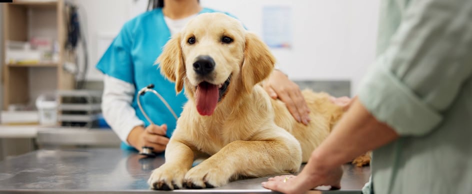 ¿Quién cuida de tu perro si tienes que ser hospitalizado?